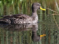 Ducks and Goose